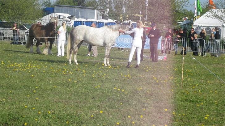 Candy&Simone, dyrskue Varde 2010 billede 32