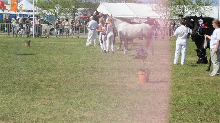 Candy&Simone, dyrskue Varde 2010 billede 33