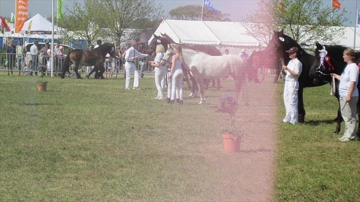 Candy&Simone, dyrskue Varde 2010 billede 34