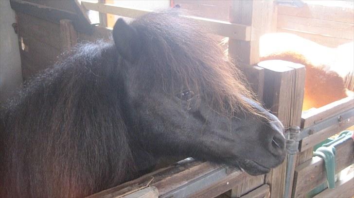 Candy&Simone, dyrskue Varde 2010 billede 35