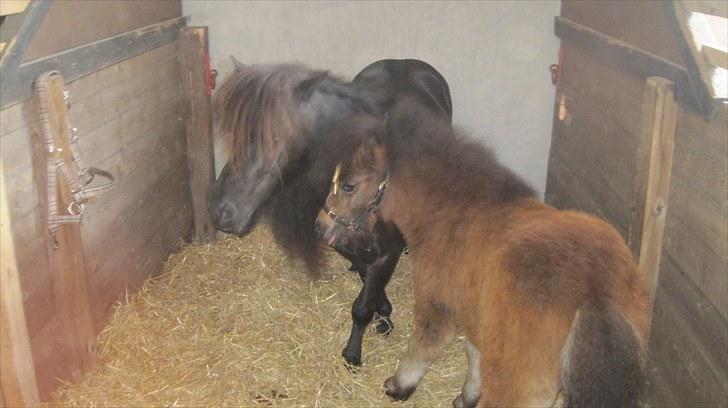 Candy&Simone, dyrskue Varde 2010 billede 36