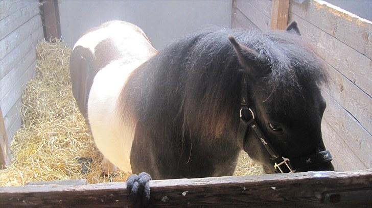 Candy&Simone, dyrskue Varde 2010 billede 37