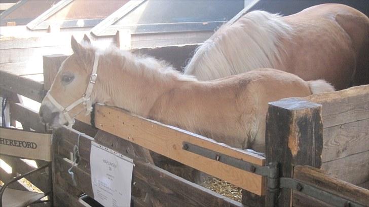 Candy&Simone, dyrskue Varde 2010 billede 38