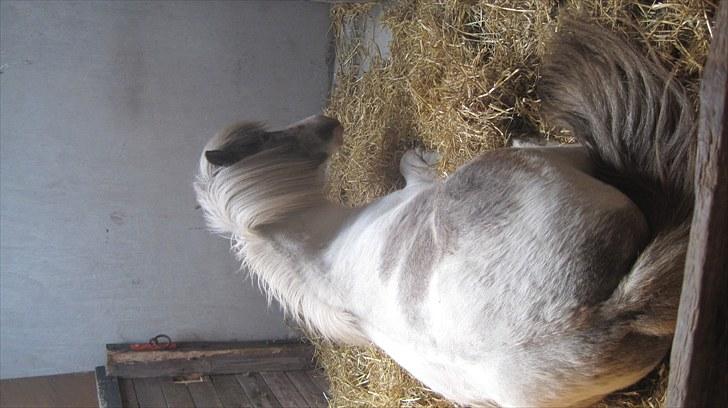 Candy&Simone, dyrskue Varde 2010 billede 39