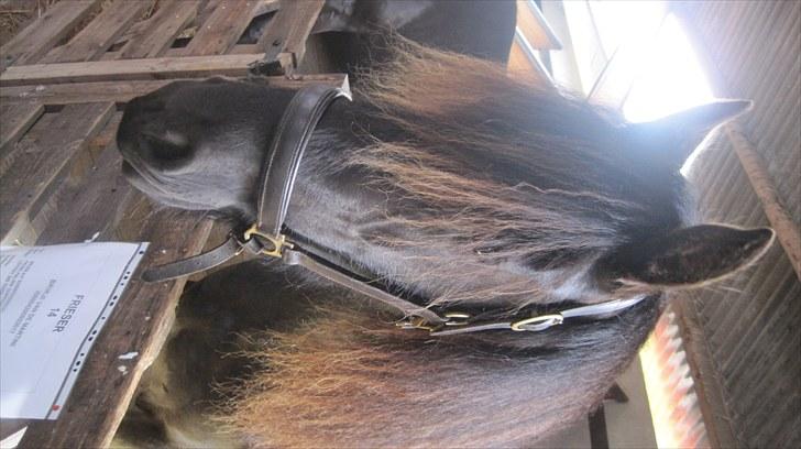 Candy&Simone, dyrskue Varde 2010 billede 41