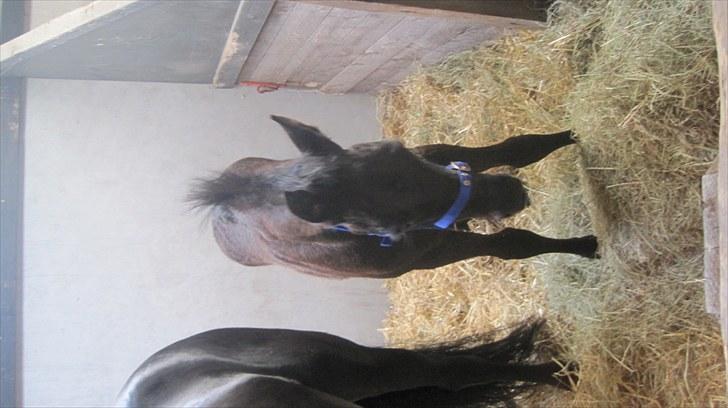 Candy&Simone, dyrskue Varde 2010 billede 42