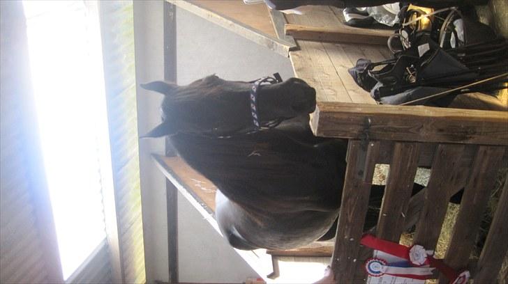 Candy&Simone, dyrskue Varde 2010 billede 43