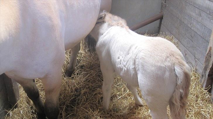 Candy&Simone, dyrskue Varde 2010 billede 44