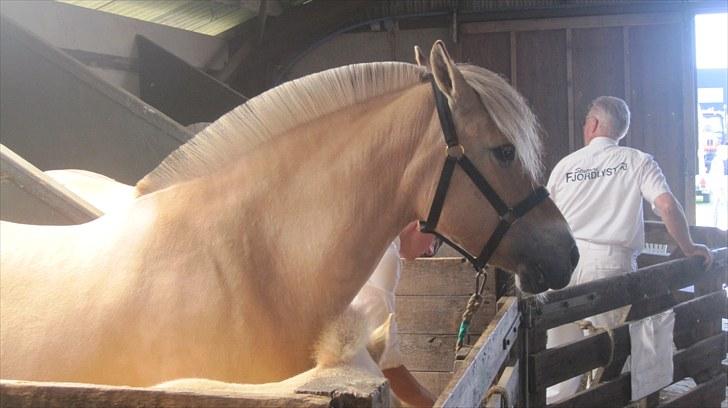 Candy&Simone, dyrskue Varde 2010 billede 46