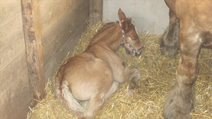 Candy&Simone, dyrskue Varde 2010 billede 47