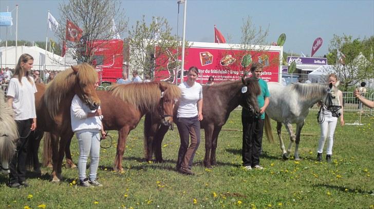 Candy&Simone, dyrskue Varde 2010 billede 55