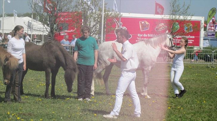 Candy&Simone, dyrskue Varde 2010 billede 56