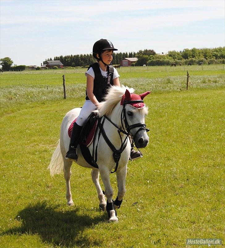 Lucky - LUCKY i Hinnitus 5/6 2010
Lucky vandt LD spring.
Hendes tidligere ejere kom og så hende, så det var ret sjovt.
Alle de næste billeder er fra den dag. billede 26