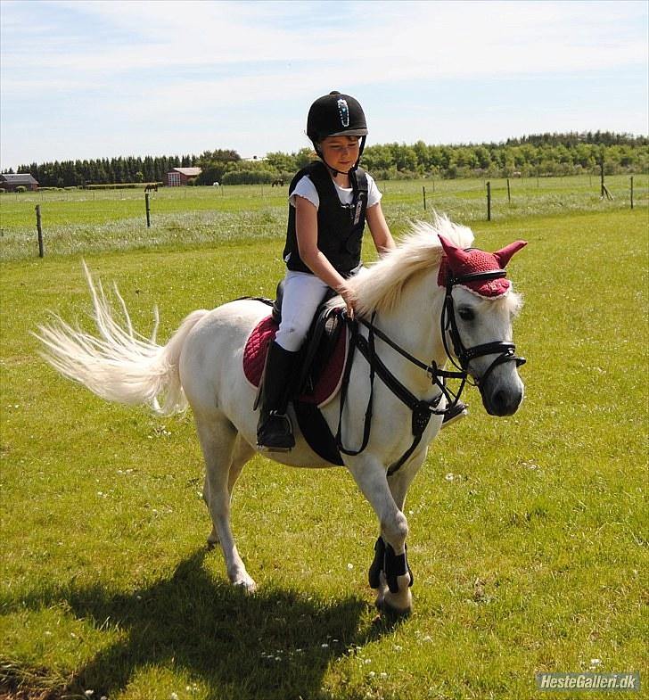 Lucky - LUCKY i Hinnitus 5/6 2010
Lucky vandt LD spring.
Hendes tidligere ejere kom og så hende, så det var ret sjovt.
Alle de næste billeder er fra den dag. billede 27