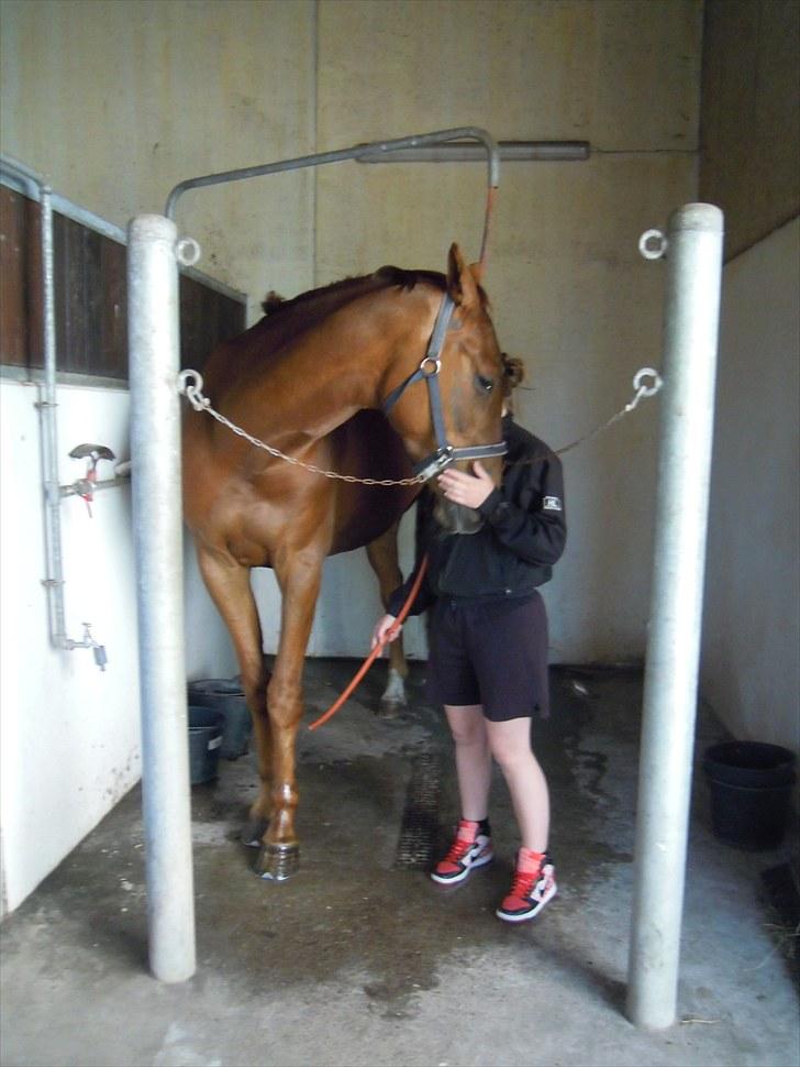 Sommer på Stald Rønbjerg billede 1