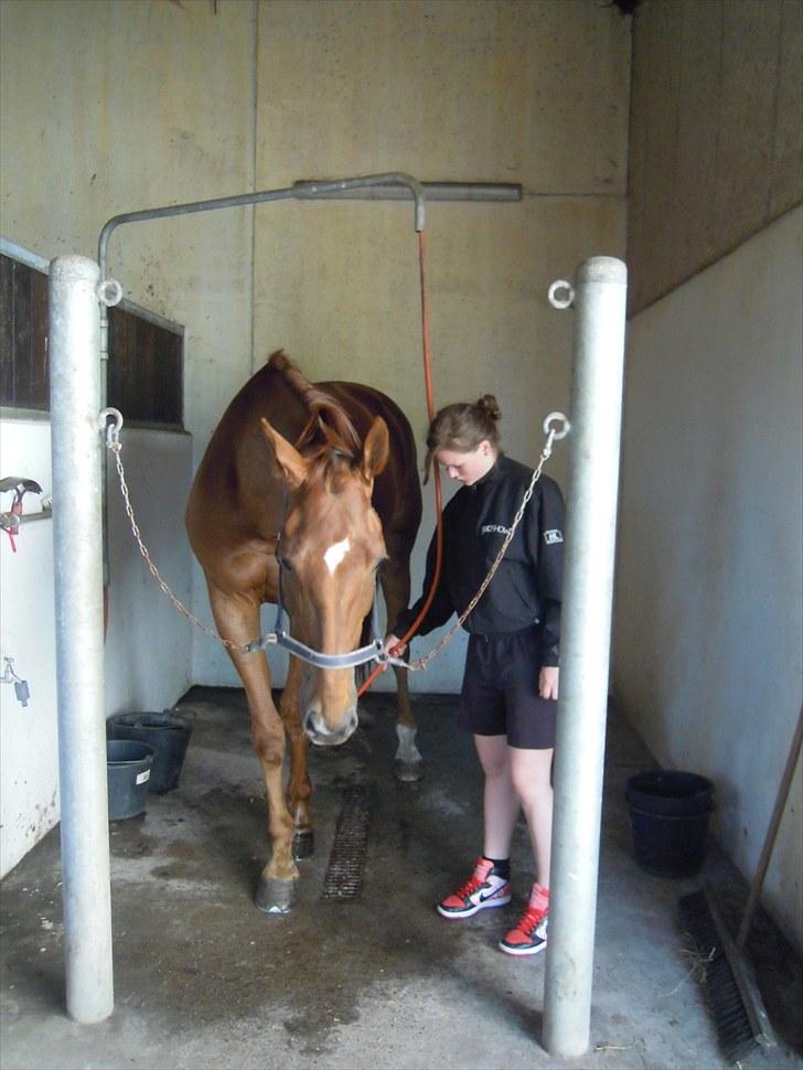 Sommer på Stald Rønbjerg billede 2