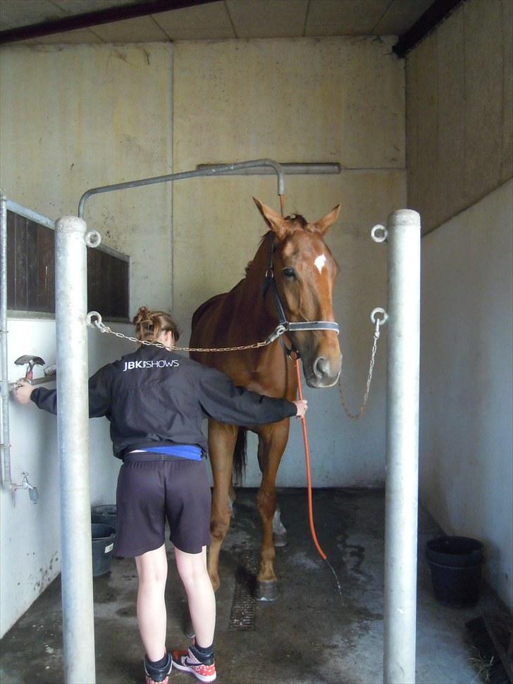 Sommer på Stald Rønbjerg billede 3