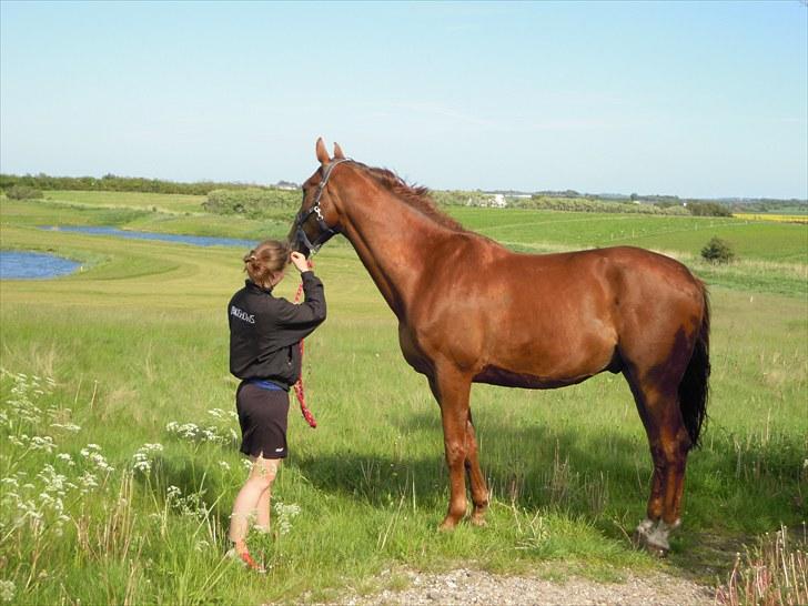 Sommer på Stald Rønbjerg billede 8