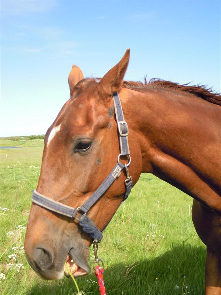 Sommer på Stald Rønbjerg billede 15