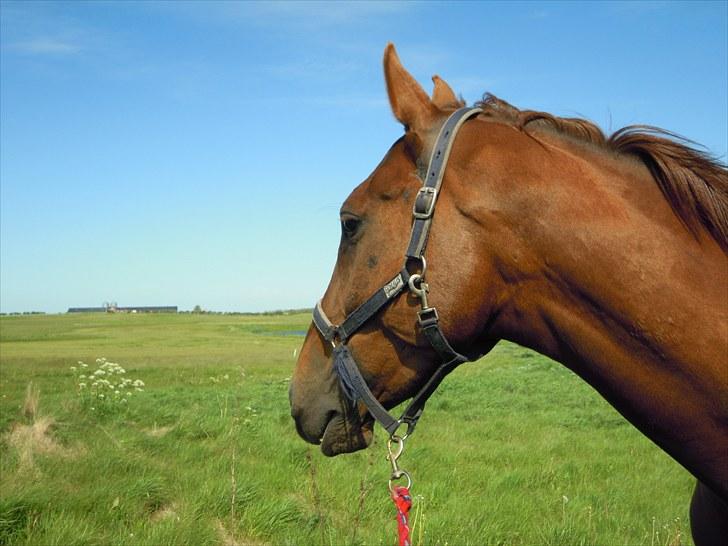 Sommer på Stald Rønbjerg billede 16