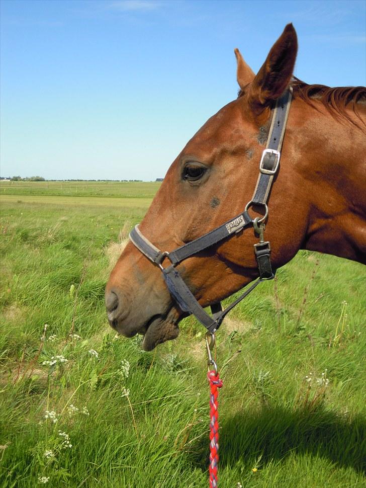 Sommer på Stald Rønbjerg billede 17