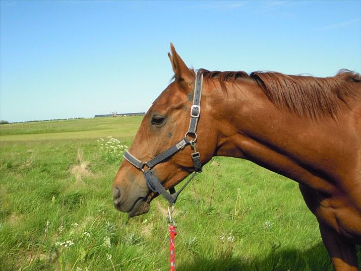 Sommer på Stald Rønbjerg billede 18