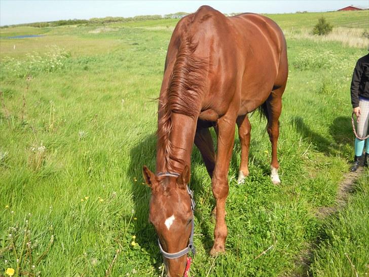 Sommer på Stald Rønbjerg billede 19