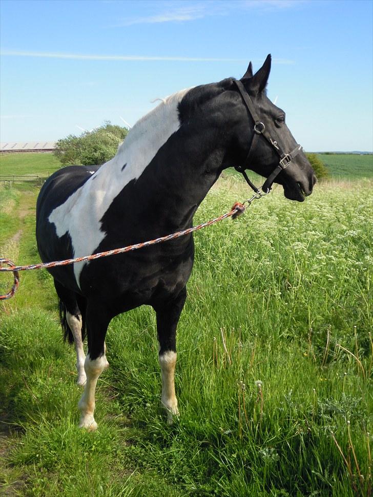 Sommer på Stald Rønbjerg billede 20