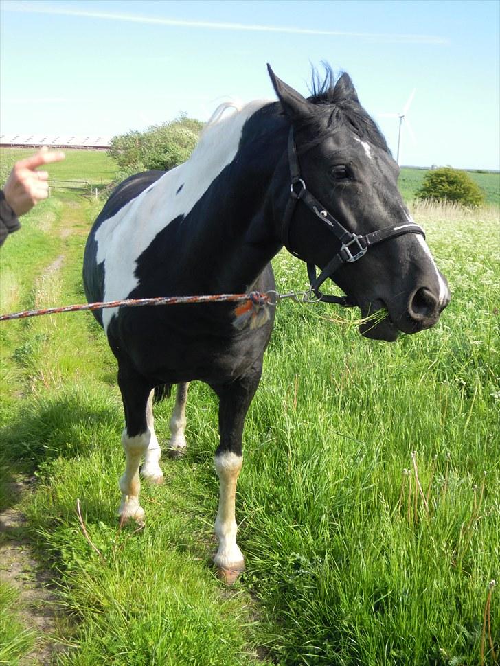 Sommer på Stald Rønbjerg billede 21
