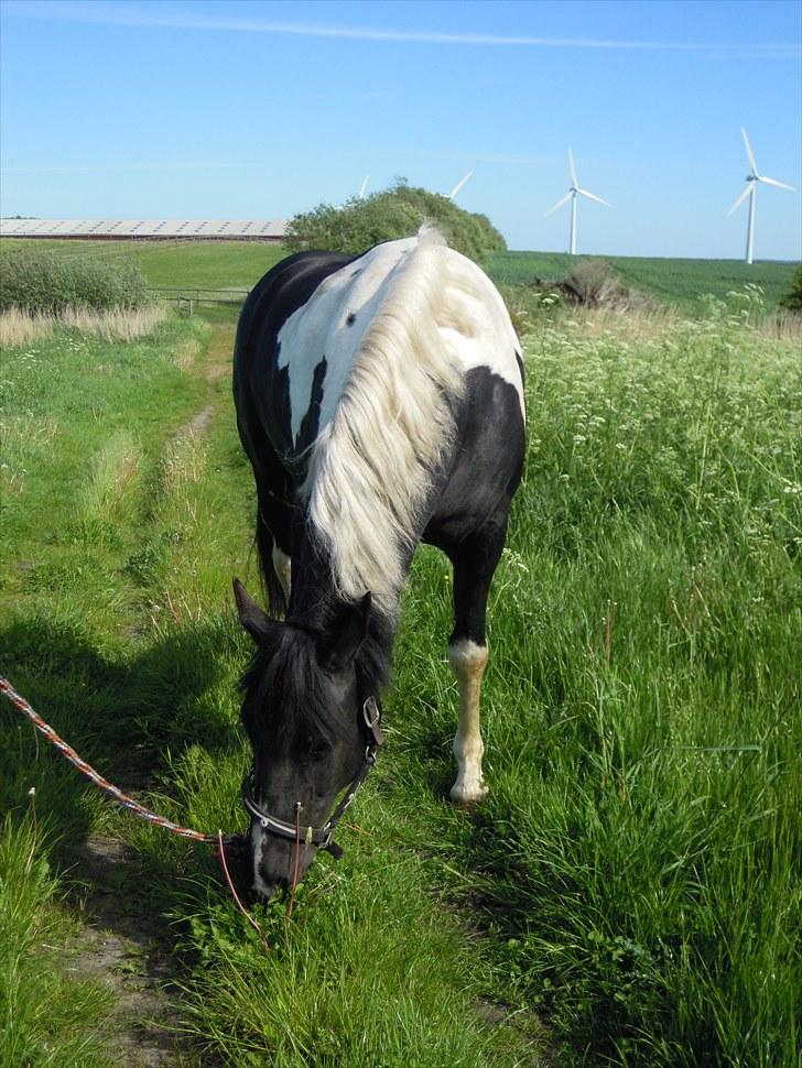 Sommer på Stald Rønbjerg billede 22