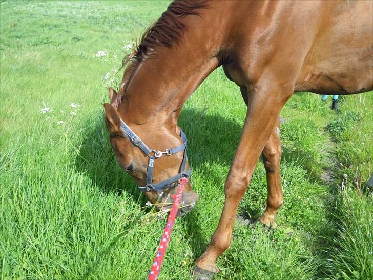 Sommer på Stald Rønbjerg billede 24