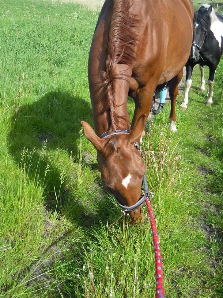 Sommer på Stald Rønbjerg billede 25