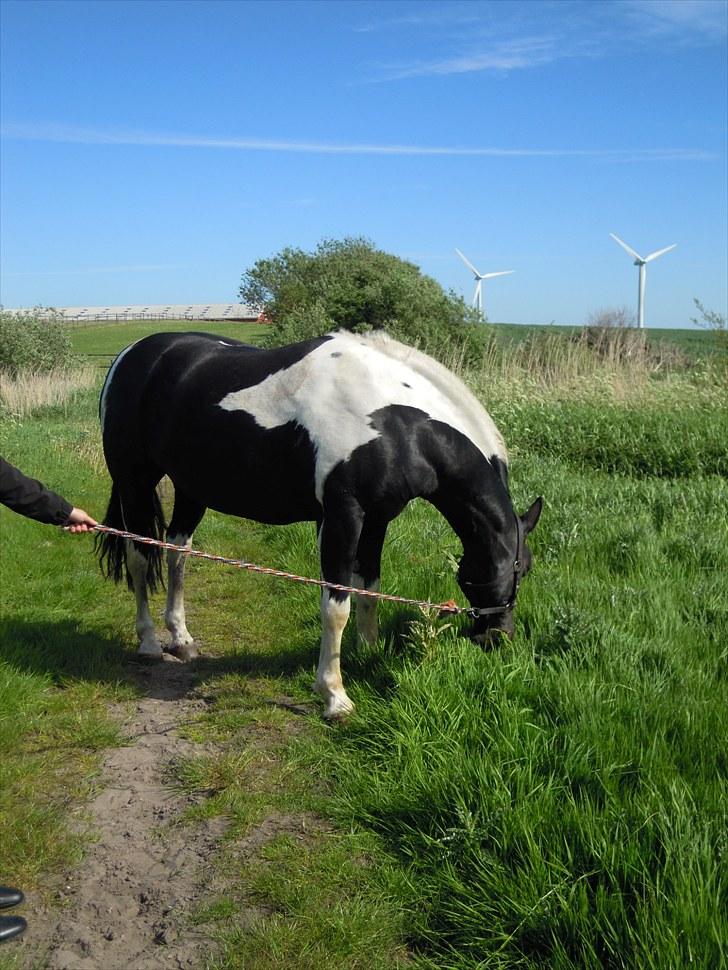 Sommer på Stald Rønbjerg billede 26