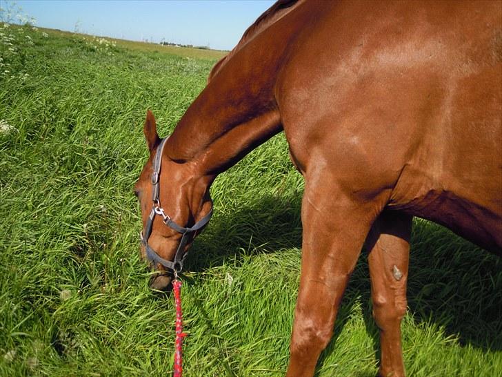 Sommer på Stald Rønbjerg billede 27