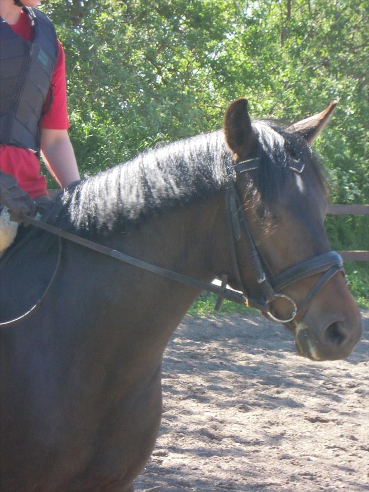 Sommer på Stald Rønbjerg billede 38