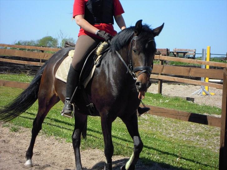Sommer på Stald Rønbjerg billede 40
