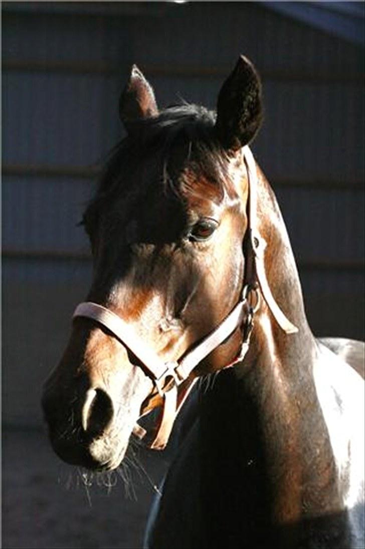 Verona løs på banen! (;  - Foto: Camilla Rosenlund (cr-foto) billede 2