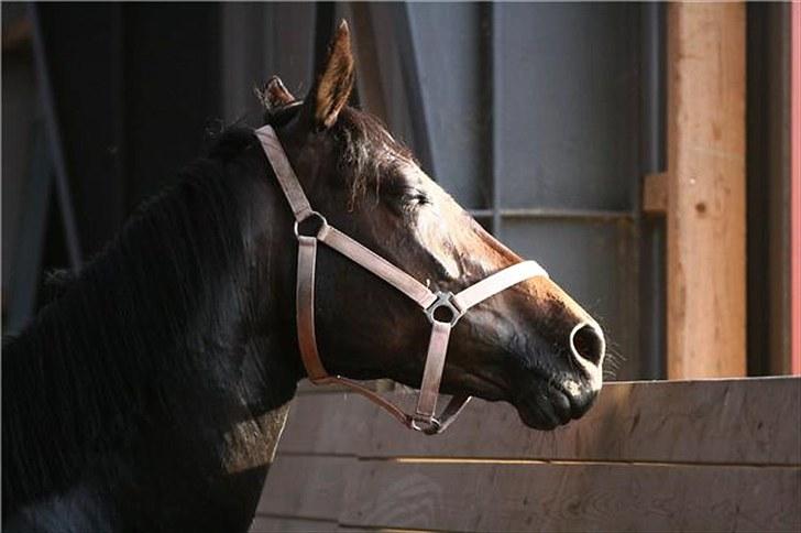 Verona løs på banen! (;  - Søødt! (; Foto: Camilla Rosenlund (cr-foto) billede 3