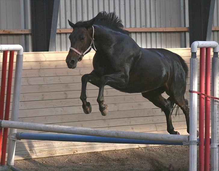 Verona løs på banen! (;  - Min lille spring hest! (; <3 Foto: Camilla Rosenlund (cr-foto) billede 5