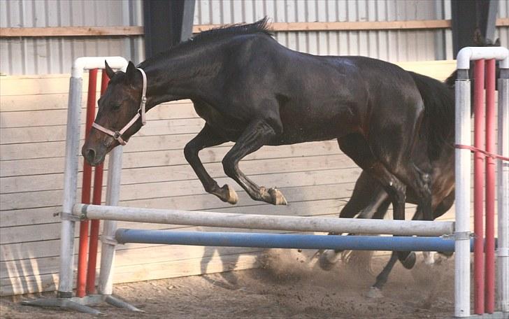 Verona løs på banen! (;  - Foto: Camilla Rosenlund (cr-foto) billede 6