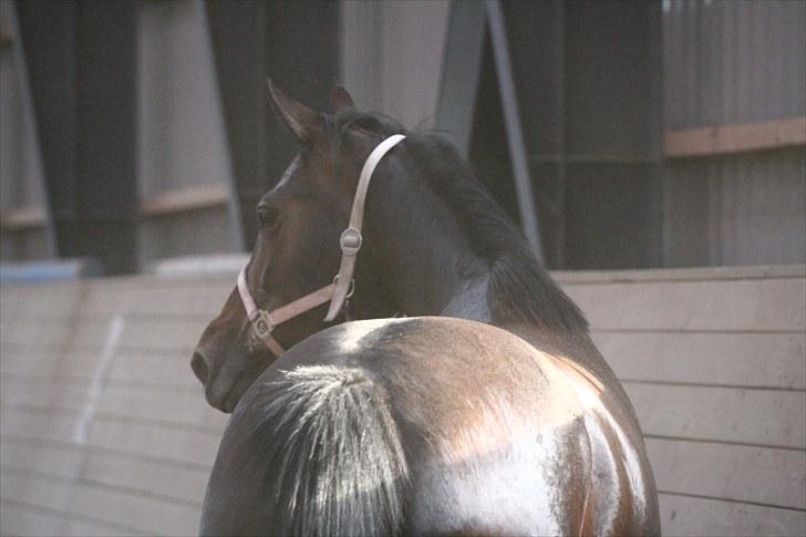 Verona løs på banen! (;  - Smukke Vero igen ;D Foto: Camilla Rosenlund (cr-foto) billede 7