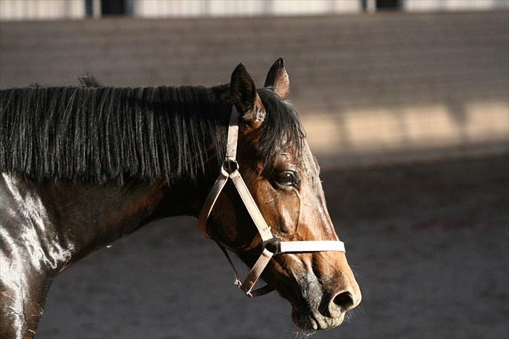 Verona løs på banen! (;  - Foto: Camilla Rosenlund (cr-foto) billede 8