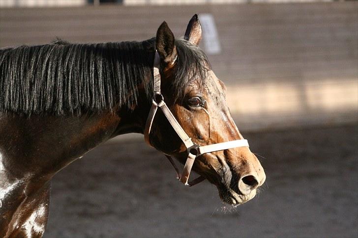 Verona løs på banen! (;  - Trætte Verona<3 Foto: Camilla Rosenlund (cr-foto) billede 9