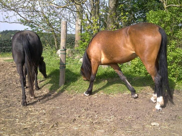 De bedste sommerbilleder :) billede 6