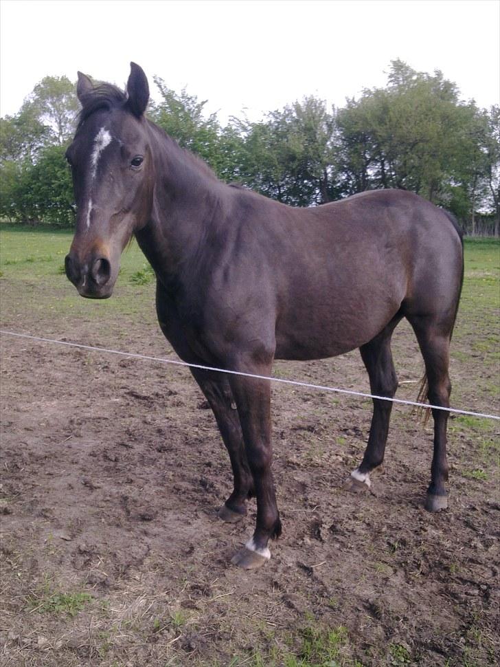 De bedste sommerbilleder :) billede 7