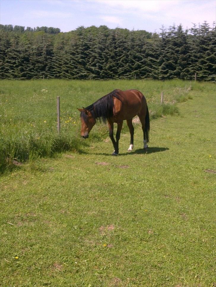 De bedste sommerbilleder :) billede 10