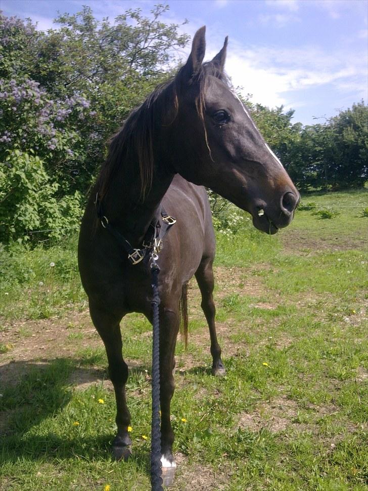 De bedste sommerbilleder :) billede 16