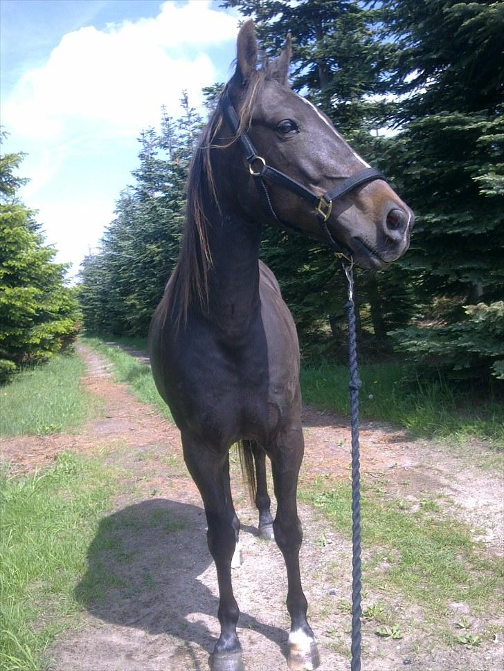 De bedste sommerbilleder :) billede 19