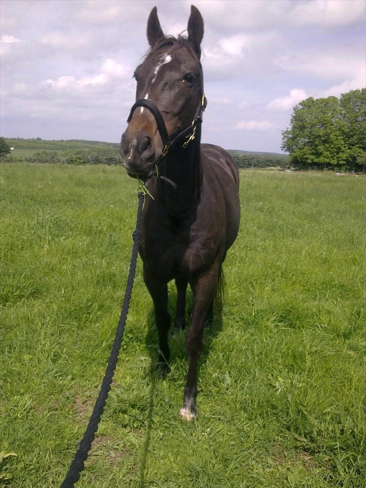 De bedste sommerbilleder :) billede 20