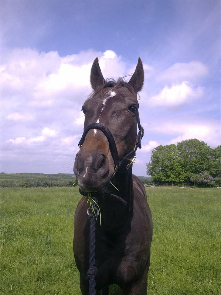 De bedste sommerbilleder :) billede 21